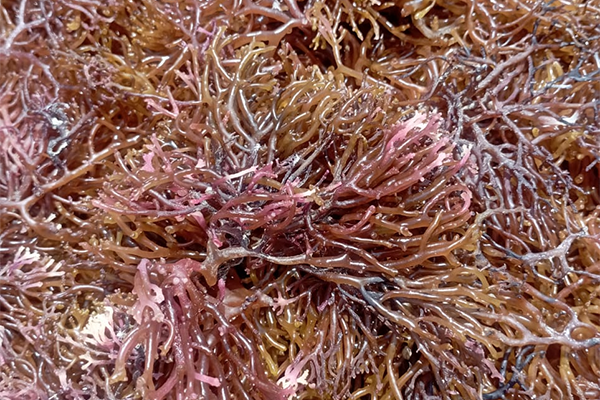 Red Eucommia ulmoides